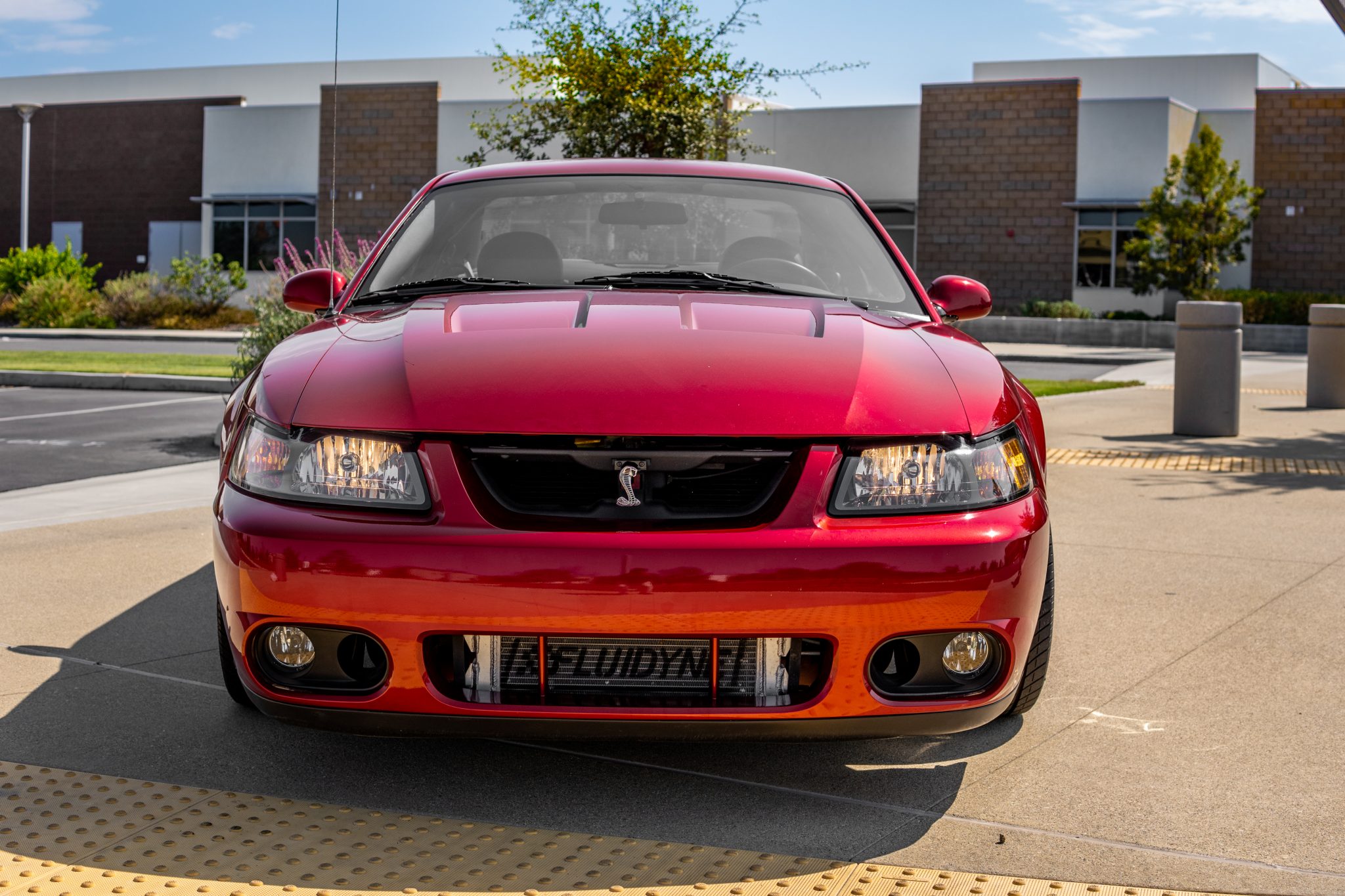 Ford Mustang Svt Cobra Sesame Cars